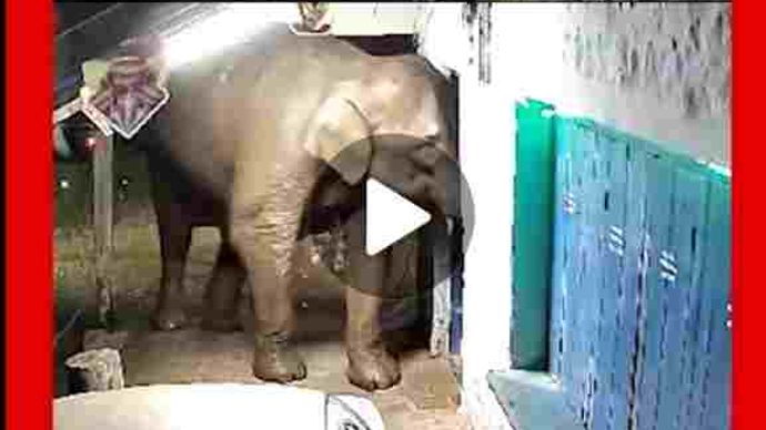 cctv-footage-of-an-elephant-carrying-away-snacks-f.jpg