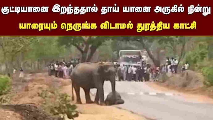 scene-where-the-mother-elephant-stood-nearby.jpg