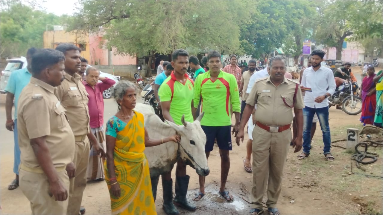 கழிவு நீர் வடிகால் ஓடையில் தவறி விழுந்த பசு மாடு.