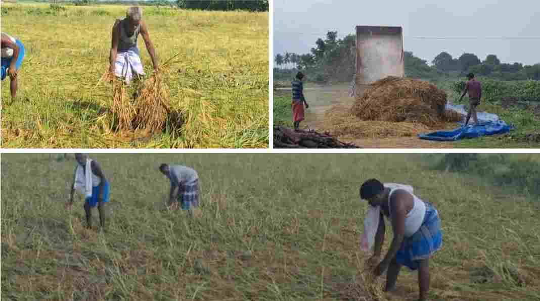 உர மேலாண்மையால் அதிக விளைச்சல் பெறலாம் விவசாயிகளுக்கு வேளாண்மை துறையினர் அறிவுரை