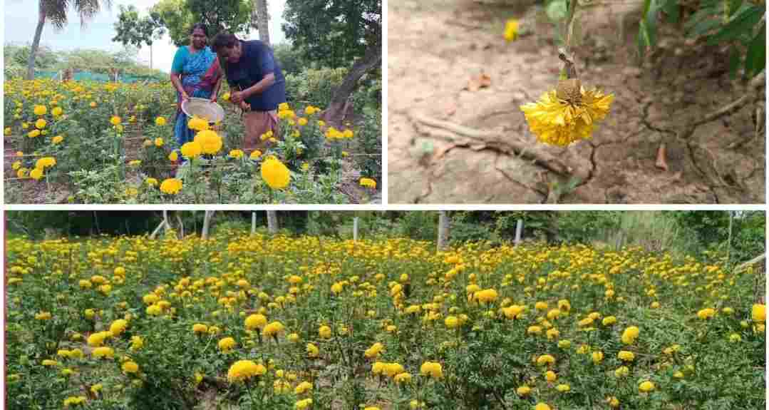 நாகையில் நெல் சாகுபடிக்கு மாற்றாக சோதனை முறையில் செண்டி பூ சாகுபடியில் இறங்கிய விவசாயிகள் உரிய விலை இல்லாததால் வேதனை.