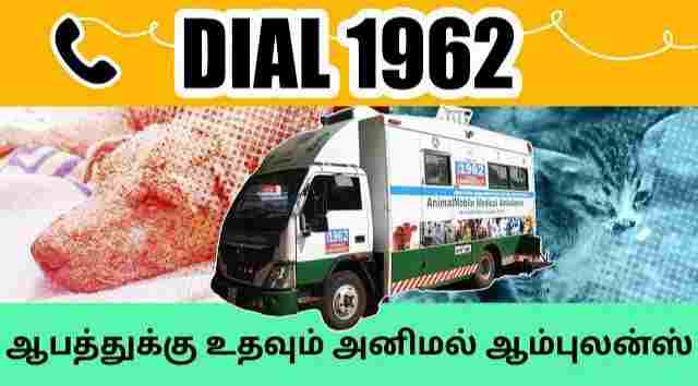 விபத்தில் சிக்கும் கால்நடைகளுக்கு சிகிச்சை அளிக்க ஆம்புலன்ஸ் கிடைப்பதில் சிக்கல்.