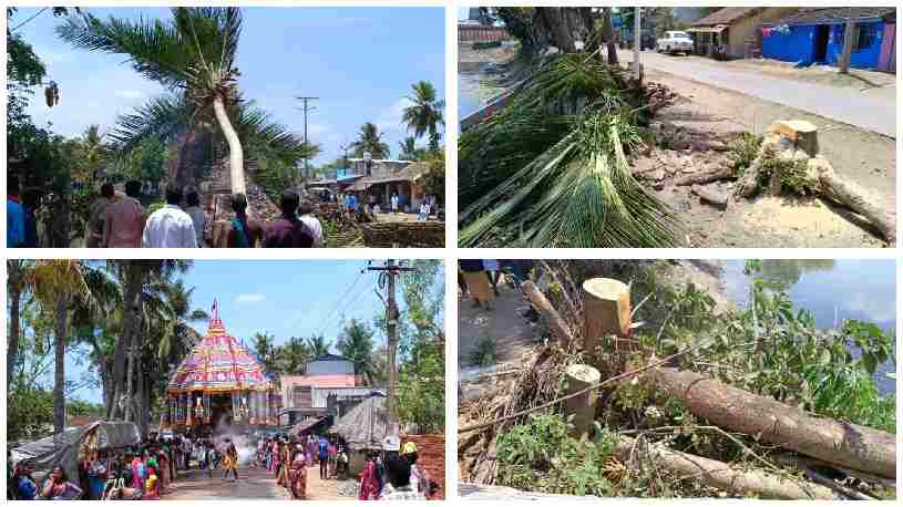 நாகை அருகே செம்பியன் மகாதேவி ஆலய தேரோட்டத்திற்கு இடையூறாக உள்ள மரங்களை வெட்டியதால் சமூக ஆர்வலர்கள் அதிருப்தி