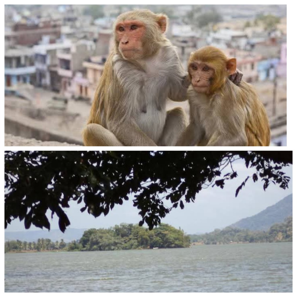 நீர்தேக்க தீவுகளில் காட்டுக் குரங்குகள் கைவிடப்படுவதாக விவசாயிகள் அதிருப்தி 