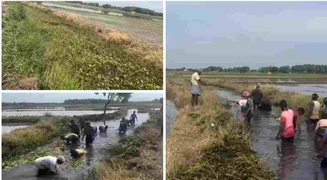 வாய்க்காலை தூர்வார பலமுறை வலியுறுத்தியும் நடவடிக்கை எடுக்காததால் விவசாயிகளே தூர்வாரும் அவல நிலை