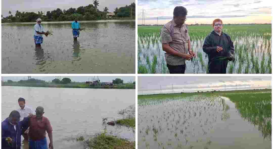 திருவள்ளூரில் தொடர் மழையால் 200 ஏக்கர் நடவு செய்த நெல் நாற்று நீரில் மூழ்கி சேதமடைந்ததால் விவசாயிகள் கவலை