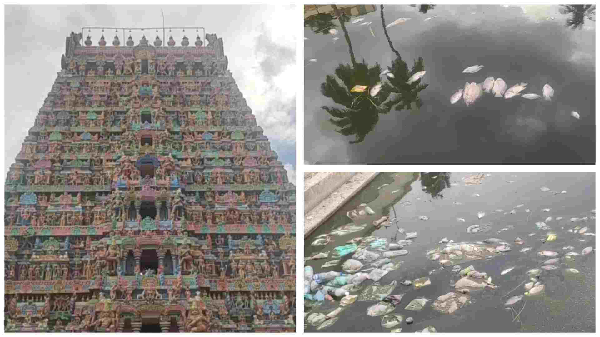 மயிலாடுதுறை மாயூரநாதர் ஆலயத்தில் நூற்றுக்கணக்கான மீன்கள் செத்து மிதப்பதால் துர்நாற்றம். 