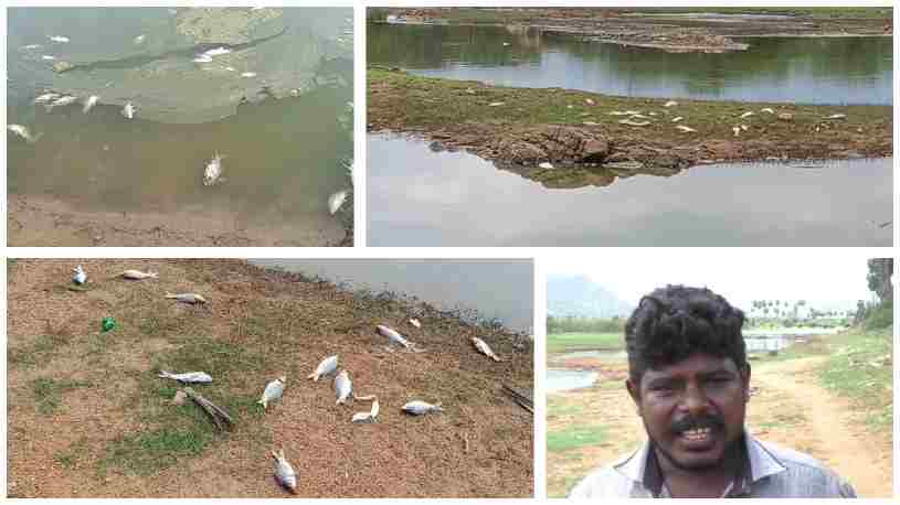 ராஜபாளையம் அருகே கண்மாயில் விஷம் கலக்கப்பட்டதால் நூற்றுக்கணக்கான மீன்கள் செத்து மிதக்கிறது.