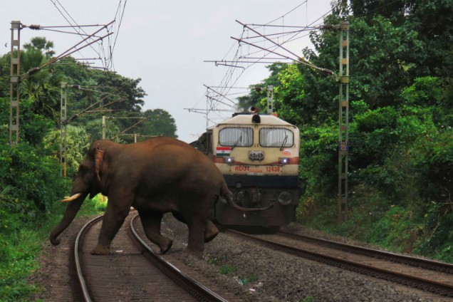 எரிபொருள் புக்கையிரத த்துடன் யானை மோதலால் விபத்து 