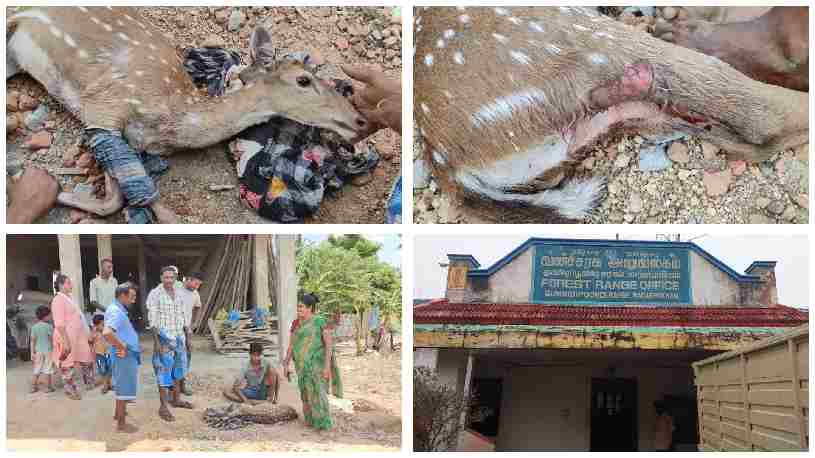 கும்மிடிப்பூண்டி அருகே தண்ணீர் தேடி வழிமாறி  பலத்த காயங்களுடன் வந்த பெண் புள்ளிமான்.