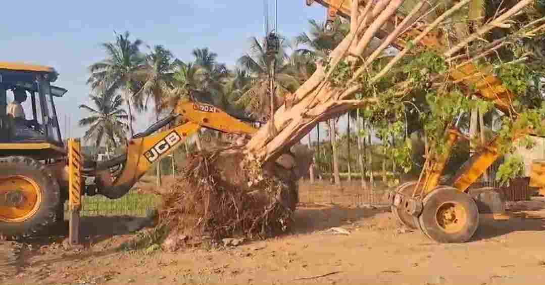 பழமையான மரத்தை வேருடன் அகற்றி மாற்று இடத்தில் உயிர்பித்தனர்.