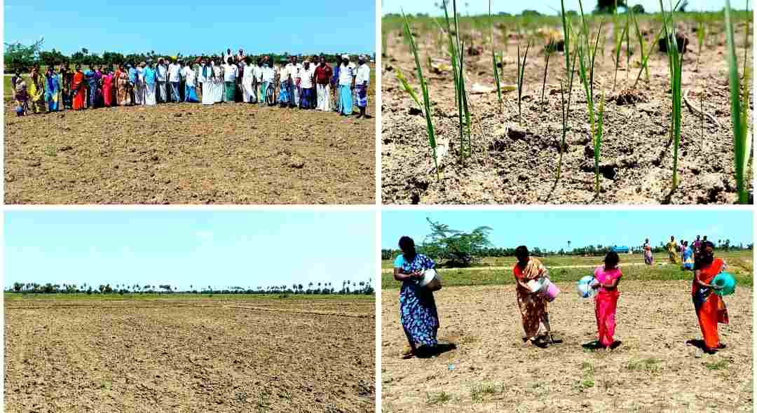 குடத்தில் தண்ணீர் எடுத்து வந்து வயல்களில் தண்ணீர் தெளித்து விவசாயிகள் வயலில் இறங்கி ஆர்ப்பாட்டம்.