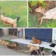 16-goats-died-after-being-bitten-by-dogs-in-panang.jpg