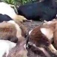 30-goats-were-killed-when-an-electric-wire-fell.jpg