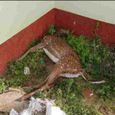 deer-killed-by-dogs.jpg
