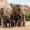 elephants-africa.webp