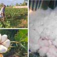 farmers-demand-stable-price-for-cottonâ-.jpg