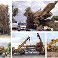 green-activists-revived-the-30-ton-royal-tree-that.jpg