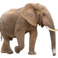 large-african-elephant-isolated-on-600nw-627433328.jpg