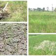 near-rajapalayam-due-to-scorched-crops(1).jpg