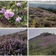 neelakurinji-flowers.jpg