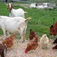 one-crore-loan-applications-for-rearing-goats-chik.jpg