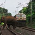 palakkad-coimbatore-railway-line-elephant-two-crossing-track-crossed-pa-vinayan-1684398460244_copy_636x424.jpg