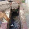 puppies-stuck-in-rainwater-logged-canal-near-mayil.jpg