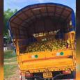 sale-of-chemically-ripened-mangoes-in-the-rural.jpg