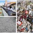 thousands-of-dead-fish-are-floating-nagor-dargah.jpg