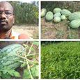 watermelon-cultivation-affected-by-summer-heat-.jpg