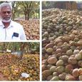 will-coconut-farming-grow-and-be-exported-to-forei(1).jpg